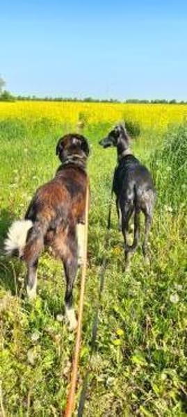 Samu - Lustiger Jungspunt sucht Dich