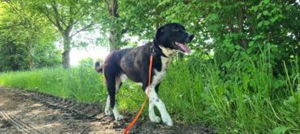 Samu - Lustiger Jungspunt sucht Dich