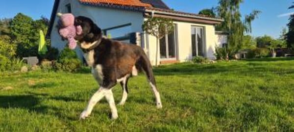Samu - Lustiger Jungspunt sucht Dich