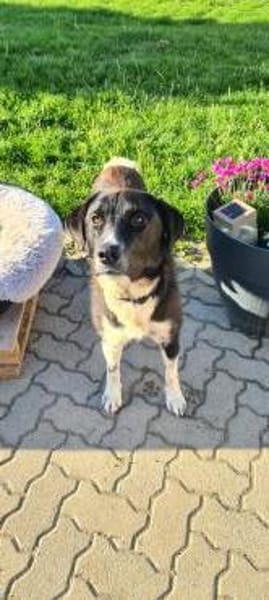 Samu - Lustiger Jungspunt sucht Dich