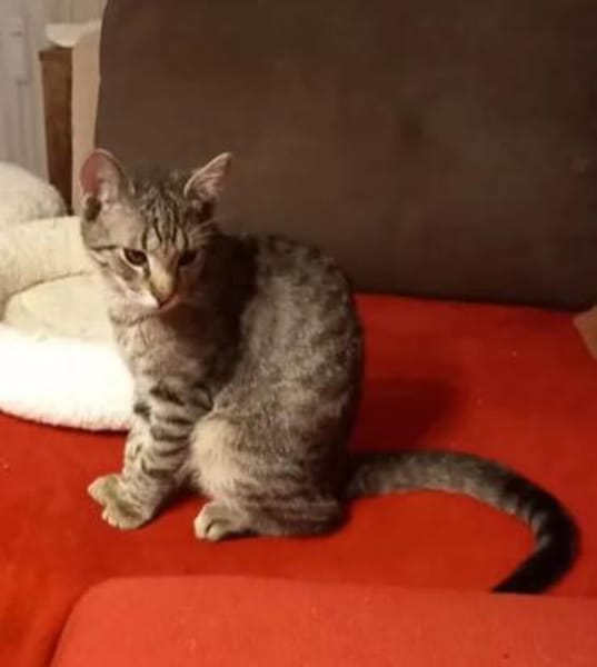 Banshee BanBan & Muffin - suchen Familie