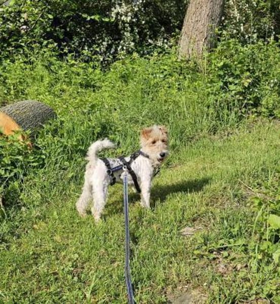 Abby - charmante Terrier-Dame....