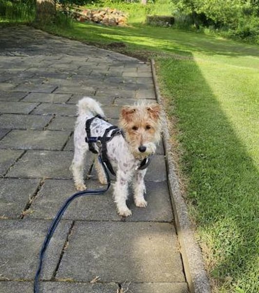 Abby - charmante Terrier-Dame....