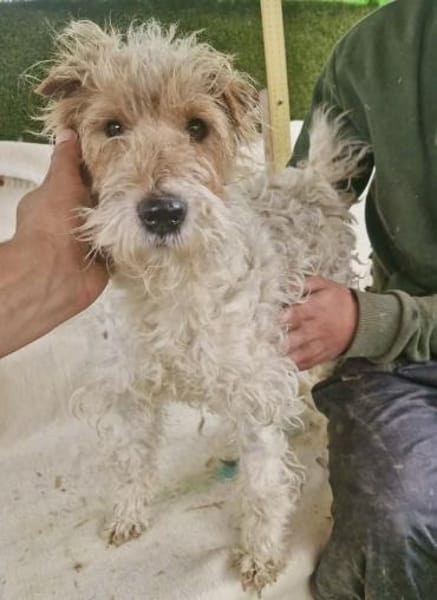 Abby - charmante Terrier-Dame....