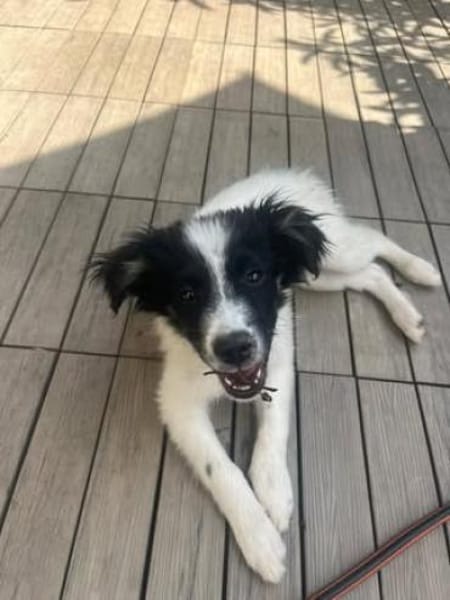 Zaubermaus ❣Mandy❣ sucht ihre Menschen