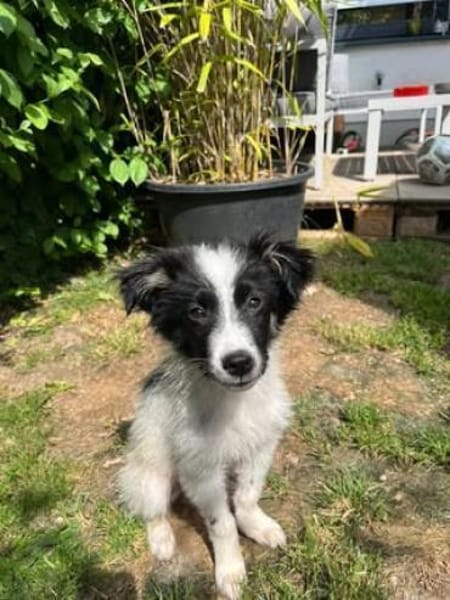 Zaubermaus ❣Mandy❣ sucht ihre Menschen