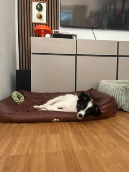 Zaubermaus ❣Mandy❣ sucht ihre Menschen
