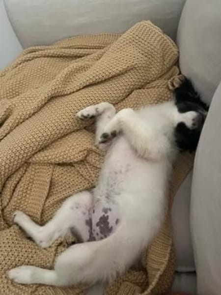 Zaubermaus ❣Mandy❣ sucht ihre Menschen