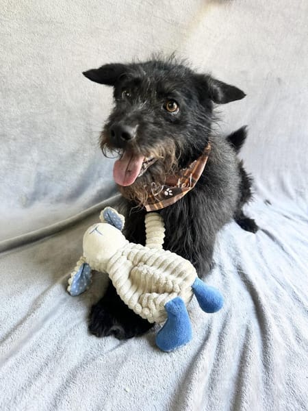 Birs -Fröhlicher Kuschelhund
