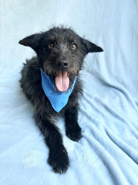 Birs -Fröhlicher Kuschelhund