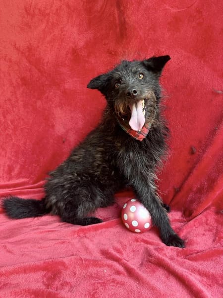 Birs -Fröhlicher Kuschelhund
