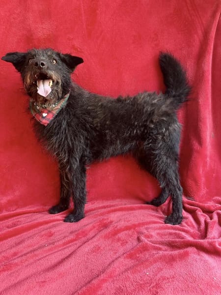 Birs -Fröhlicher Kuschelhund