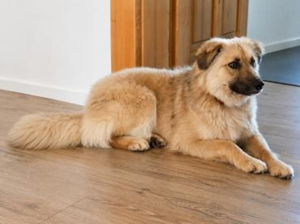 Kari 45 cm 1-2 Jahre