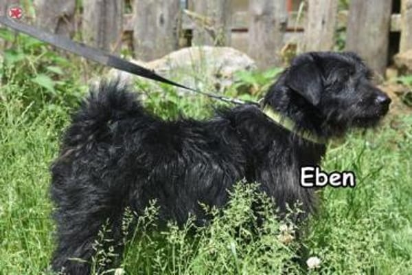 EBEN