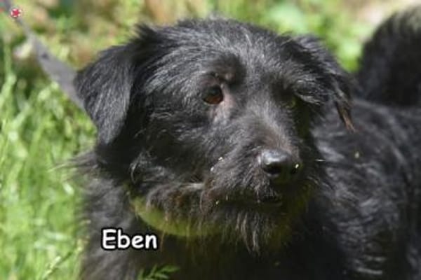 EBEN