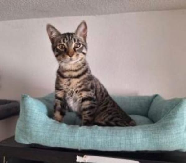 FENIX sucht dringend ein neues Zuhause