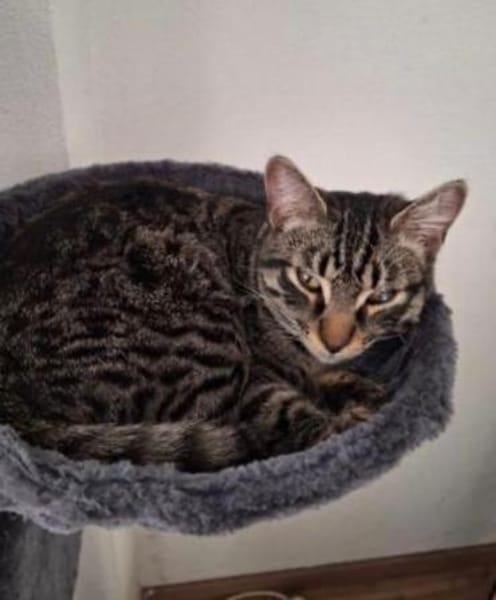 FENIX sucht dringend ein neues Zuhause