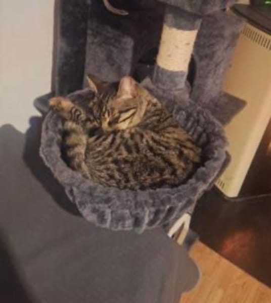 FENIX sucht dringend ein neues Zuhause