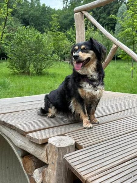 Cosima sucht ihr Für immer Zuhause