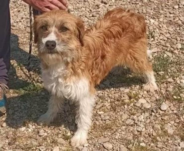 Thor 43 cm 6-8 Jahre