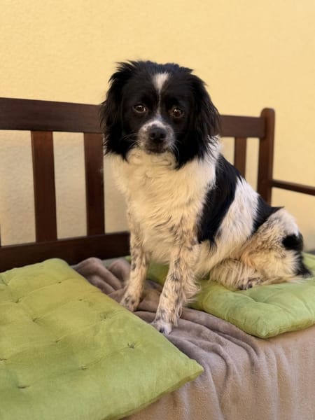 Milky - Zuhause gesucht