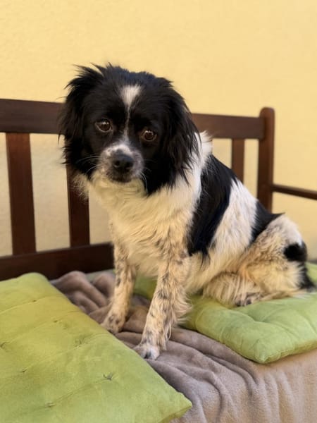 Milky - Zuhause gesucht