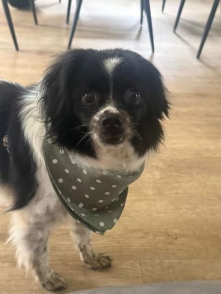 Milky - Zuhause gesucht