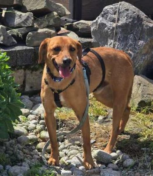 Finley (zur Pflege in 59423 Unna)