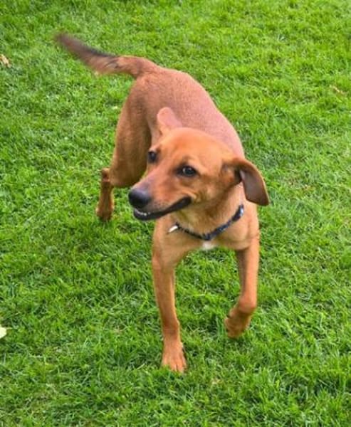 Finley (zur Pflege in 59423 Unna)