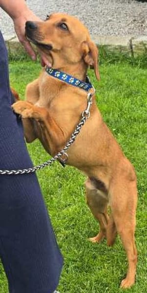 Finley (zur Pflege in 59423 Unna)