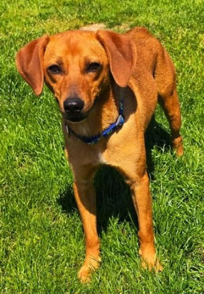 Finley (zur Pflege in 59423 Unna)
