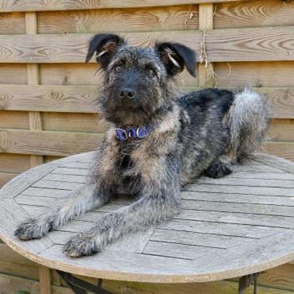 Schnauzer Mix  Hündin 38 cm 8 mon.