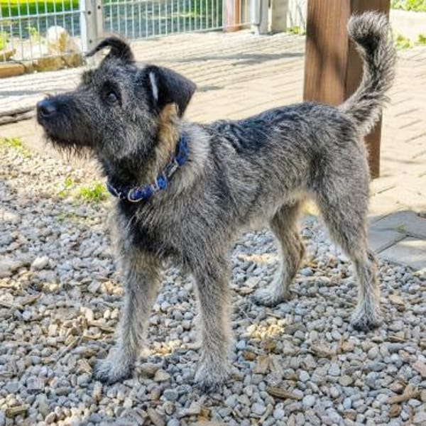 Schnauzer Mix  Hündin 38 cm 8 mon.