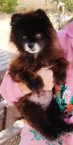 Teddy...Nerina