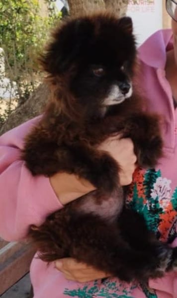 Teddy...Nerina