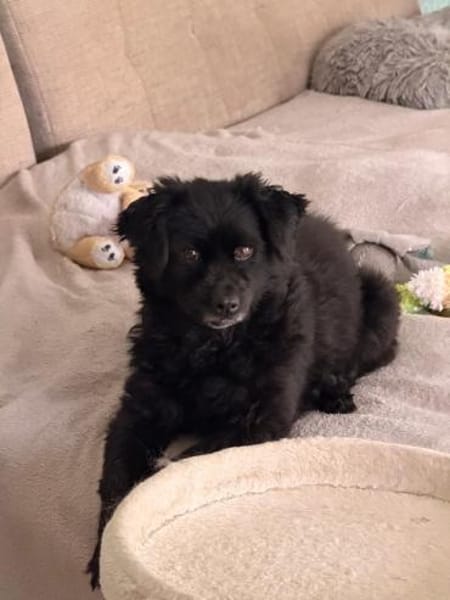 💖Casimira💖 sucht ein schönes Zuhause