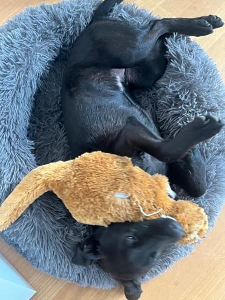 ✨ Sandy sucht ihr Für-immer-Zuhause