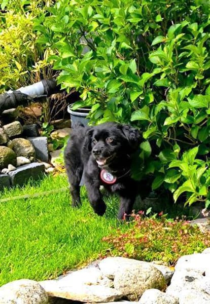Casimiro sucht sein Zuhause