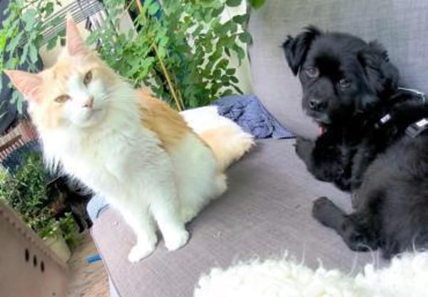 Casimiro sucht sein Zuhause