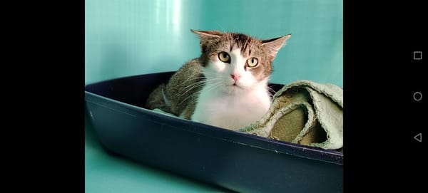 SIMON