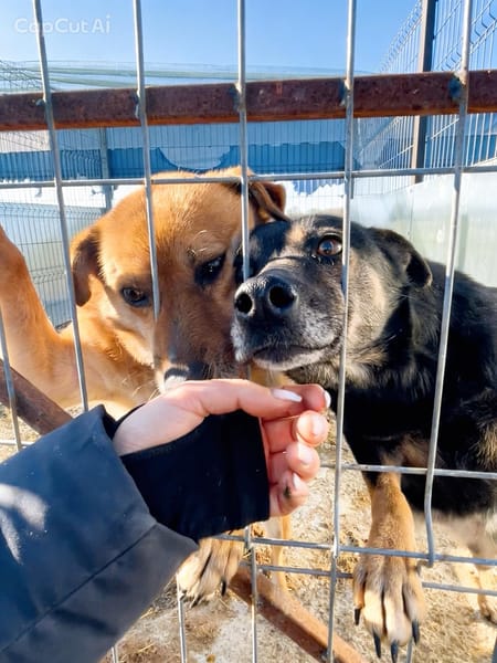 MAXX