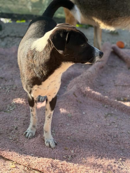 BENITO