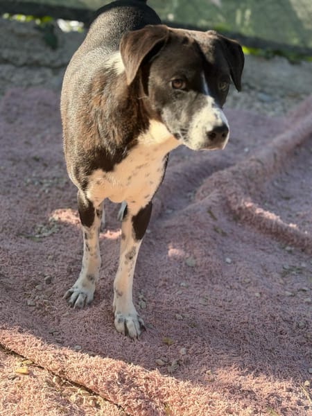 BENITO