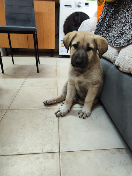 BALTO (Animalea)