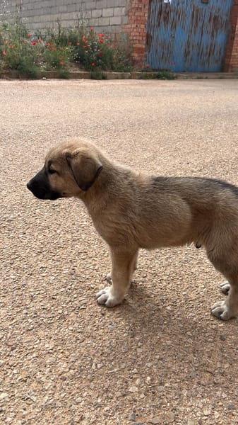 BALTO (Animalea)