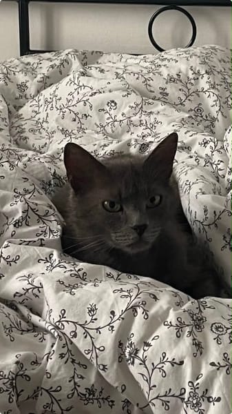 Gigi