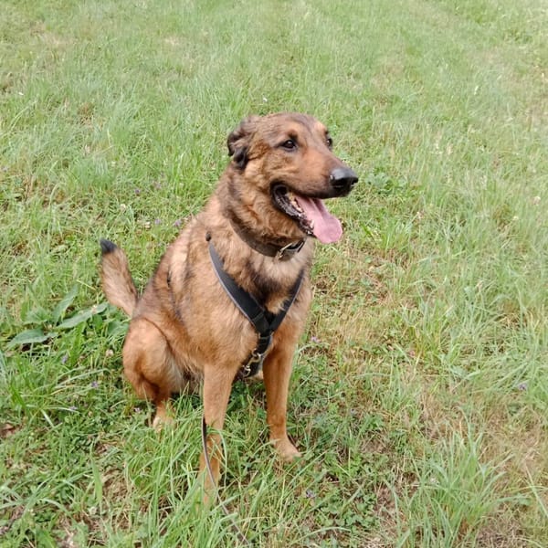 Iko