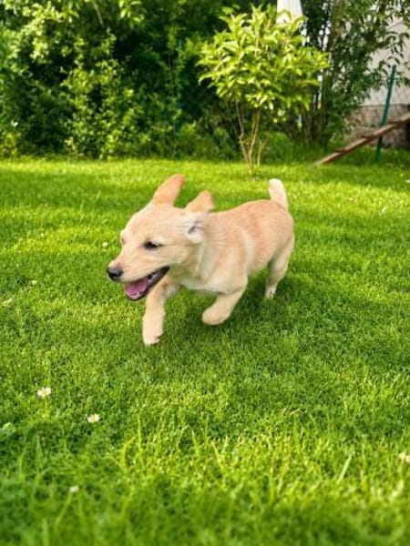 Lotte - kleine Wuschelmaus 🤗