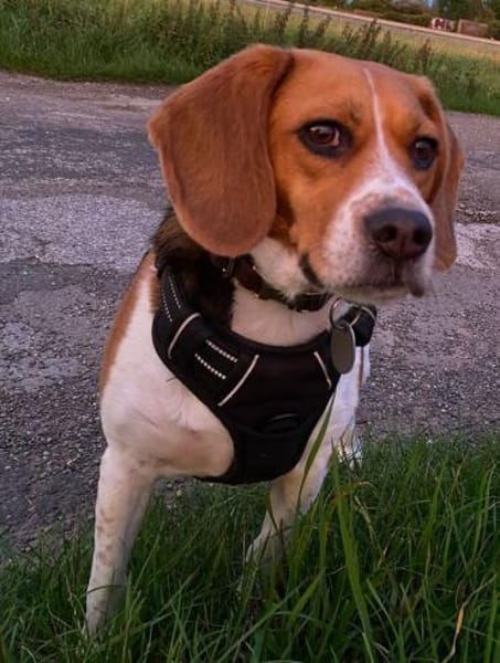 PIPPO-charmanter,verschmusterBeagle-Rüde