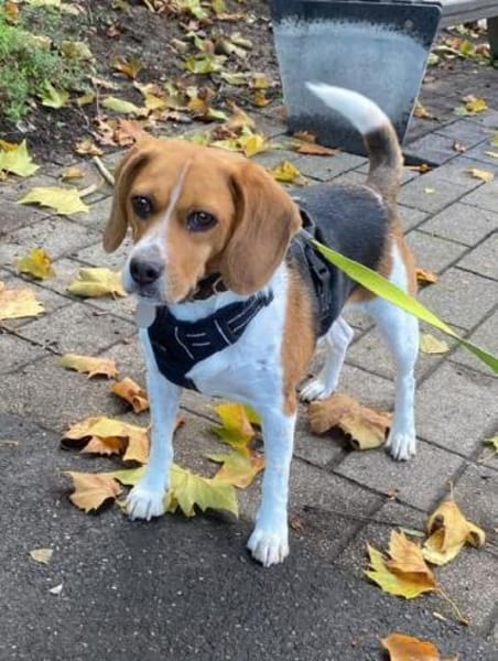 PIPPO-charmanter,verschmusterBeagle-Rüde